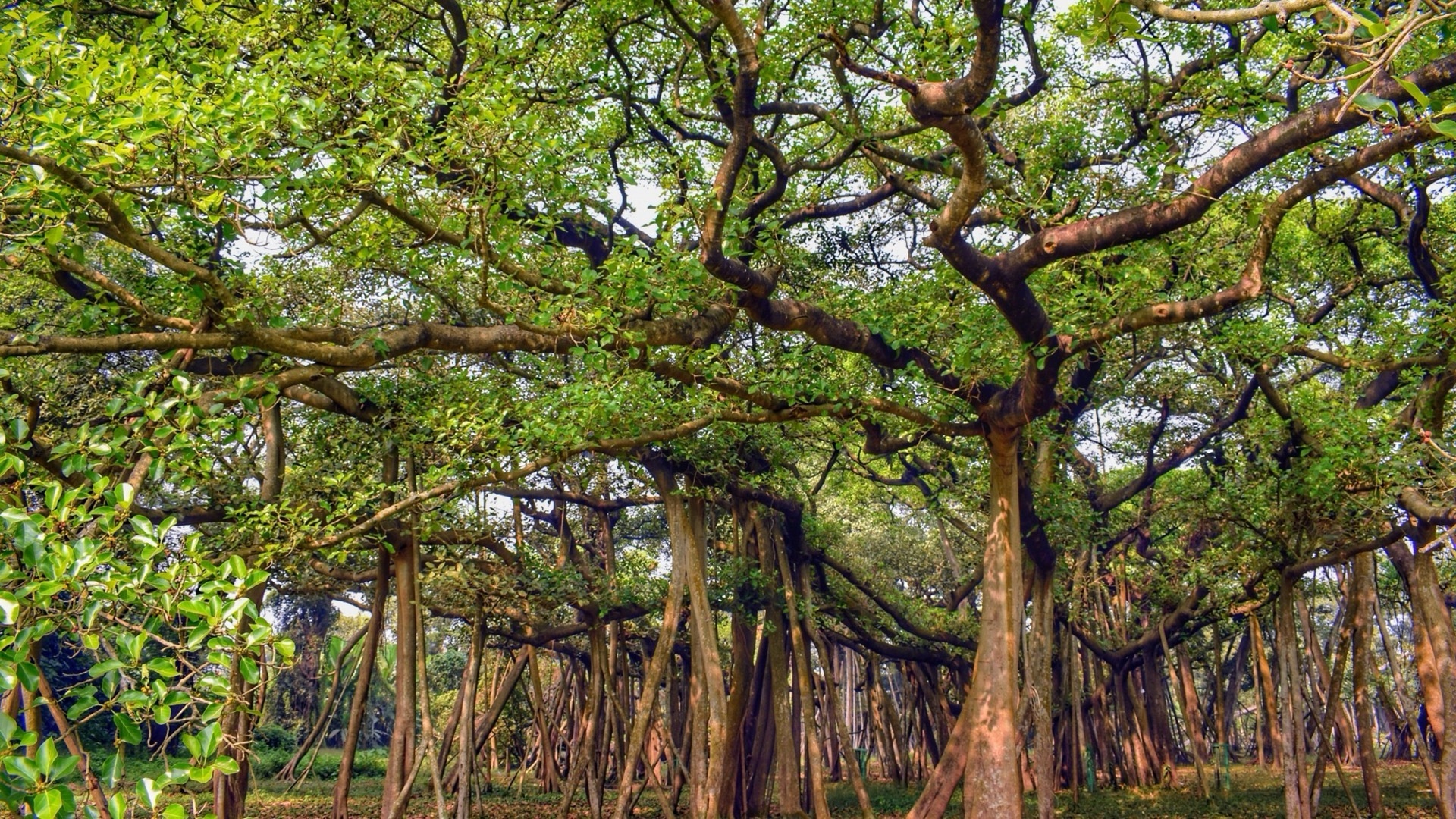 榕石商学第九期招生简章