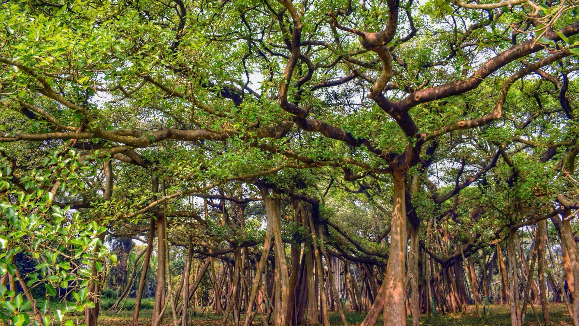 榕石商学第九期招生简章